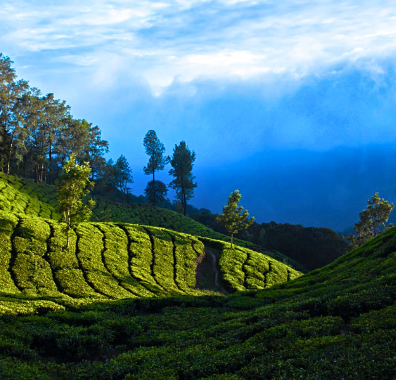 Tea plantations with lush, neatly aligned green bushes cover rolling hills under a bright blue sky. Tall trees are scattered throughout, and distant hills are shrouded in mist, offering scenic views. Its an idyllic scene waiting to be explored on a 4 day Kerala tour package.