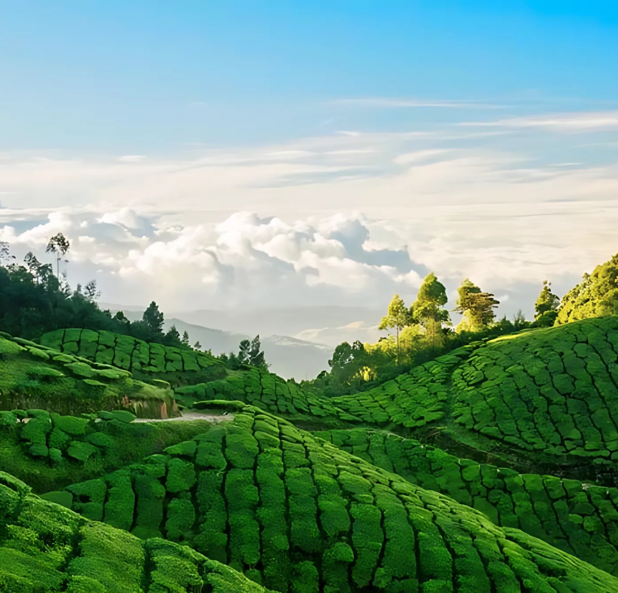 A lush green tea plantation stretches across rolling hills under a bright blue sky, offering scenic views reminiscent of a 4 days Kerala tour package. Neatly arranged tea plants create patterns on the hillsides, while tall trees are sporadically placed among the fields, with white clouds hovering over distant mountains.