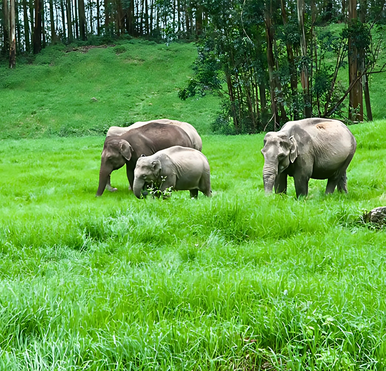 Three elephants stand on lush green grass in a vibrant, forested area. The scene includes tall trees in the background and gentle kerala's hills. The elephants, two adults and one juvenile, appear to be foraging peacefully amid the serene, natural landscape.