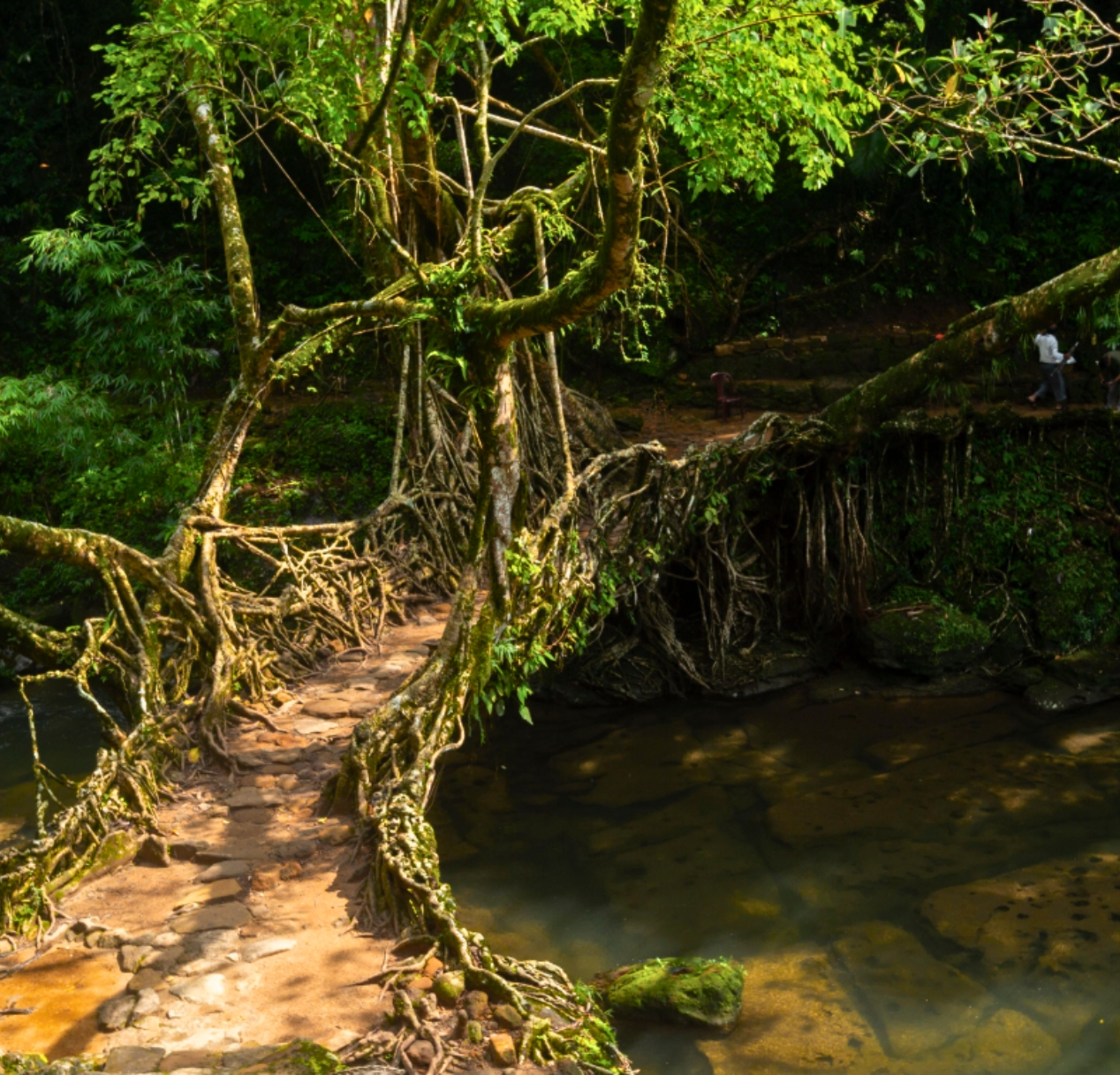 A lush meghalaya green living root bridge spans over a clear stream in a dense forest. The intricate tangle of roots forms a natural pathway, surrounded by vibrant foliage, creating a serene and picturesque scene.