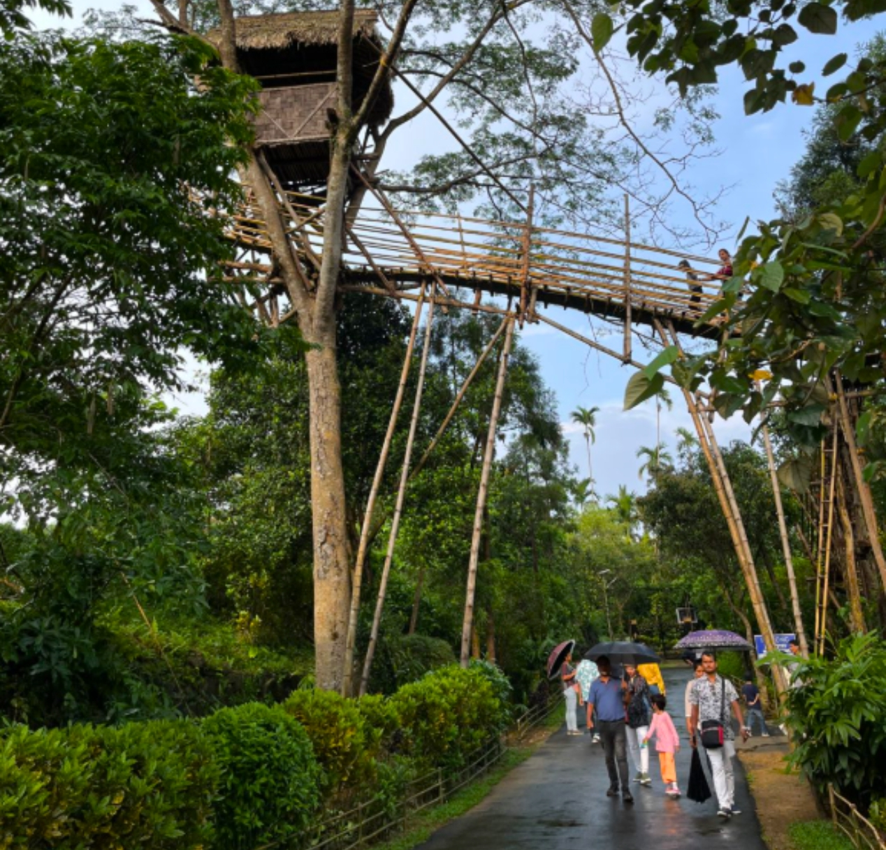 A wooden bridge supported by tall bamboo stilts spans a lush, green area. People walk underneath on a paved path, some carrying umbrellas. A treehouse perches above the bridge in this romantic journey enveloped by tropical vegetation and misty hills in meghalaya