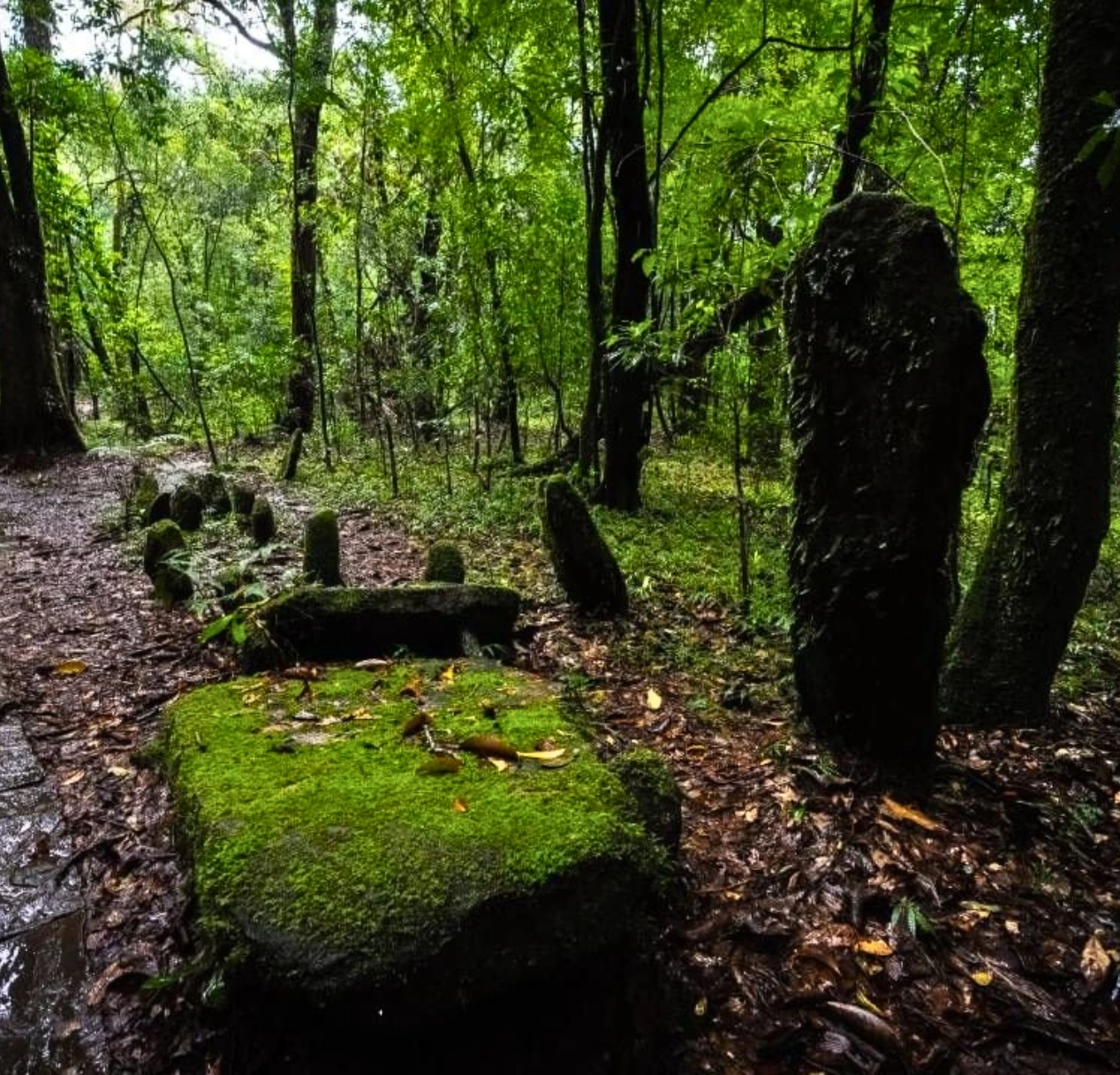 A moss-covered stone slab in a lush, green forest with several standing stones in the background offers a perfect start to a romantic journey. The damp ground and the partial shade from tall trees evoke the enchanting allure of misty hills. best meghalaya tour packages for couple